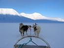 Unterwegs mit dem Hundeschlitten, Longyearbyen, Svalbard