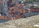 "Guck mal!", Eidechse am Schlossberg, Graz, Steiermark, Österreich