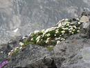 Blumen am Pitz Buin, Silvretta, Österreich