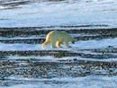Eisbär in Oxfordhalvøya, Nordaustlandet, Svalbard