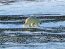 Eisbär in Oxfordhalvøya, Nordaustlandet, Svalbard