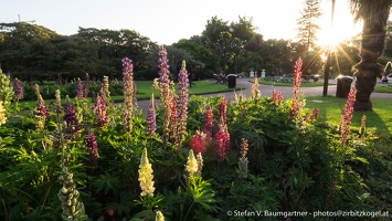 Blumen bei Sonnenuntergang