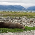 Seehund am Point Kean Viewpoint
