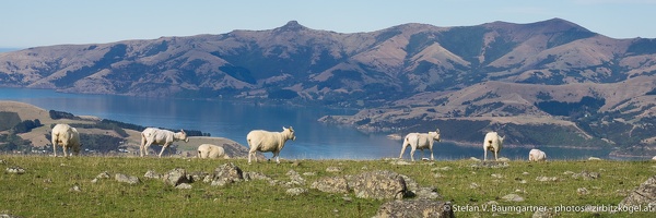 Schafe bei Akaroa