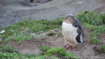 Gelbaugenpinguin