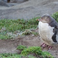 Gelbaugenpinguin