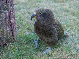 Kea