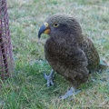 Kea