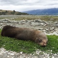 Seehund am Point Kean Viewpoint in Kaikura